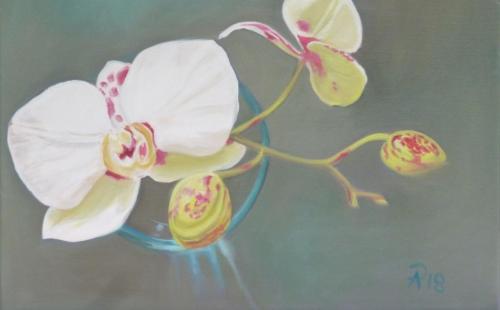 Orchidee 05