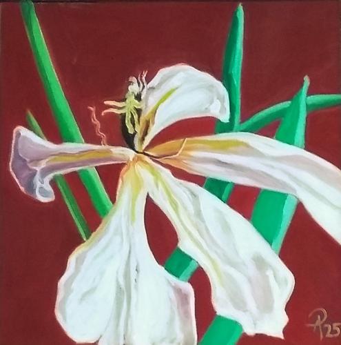 Orchidee